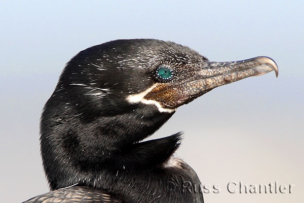 Neotropical Cormorant © Russ Chantler